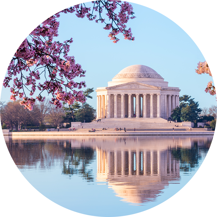 Cherry blossoms in front of the Jefferson memorial in Washington D.C.