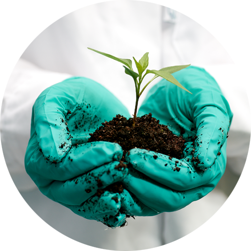 Closeup of a person wearing green latex gloves while holding a seedling