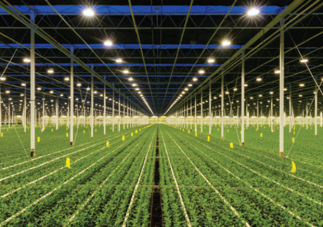 Indoor growing facility of plants