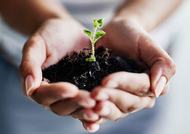 Photo of hands cupped holding a very small tree