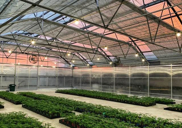 Cannabis plants growing indoors.