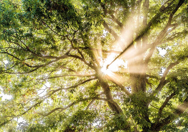 Sunshine through treetop canopy