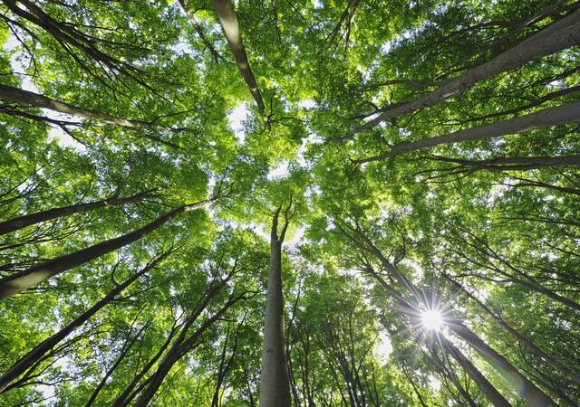 Sunlight through trees