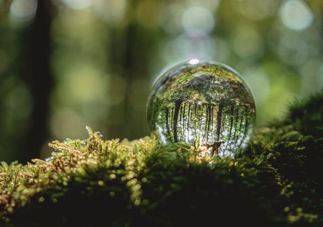 A crystal ball lies on a moss in the forest, reflecting the forest.