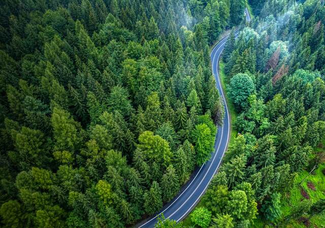 Overhead view of forest and roac