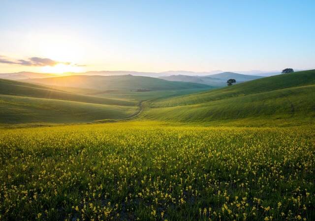 Sunrise on a green valley with little yellow flowers