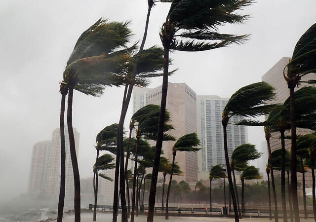 Palm trees blowing in strong wind