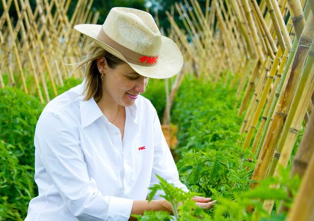 Person wearing an FMC hat kneeling down to inspect tomato plants