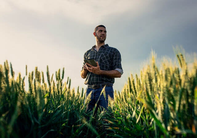 Young farmer in a wheat field, using a tablet and examining crop