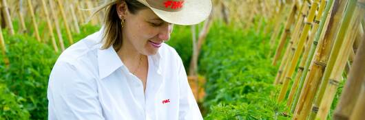 Person wearing an FMC hat kneeling down to inspect tomato plants