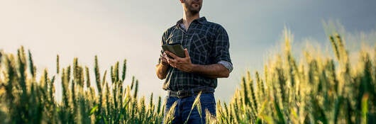 Young farmer in a wheat field, using a tablet and examining crop