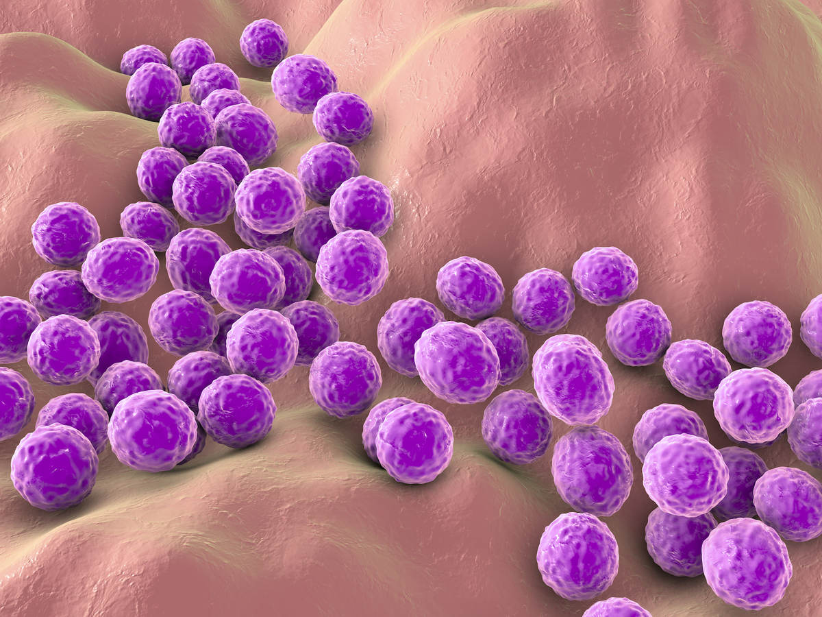 Staphylococcus Aureus Bacteria