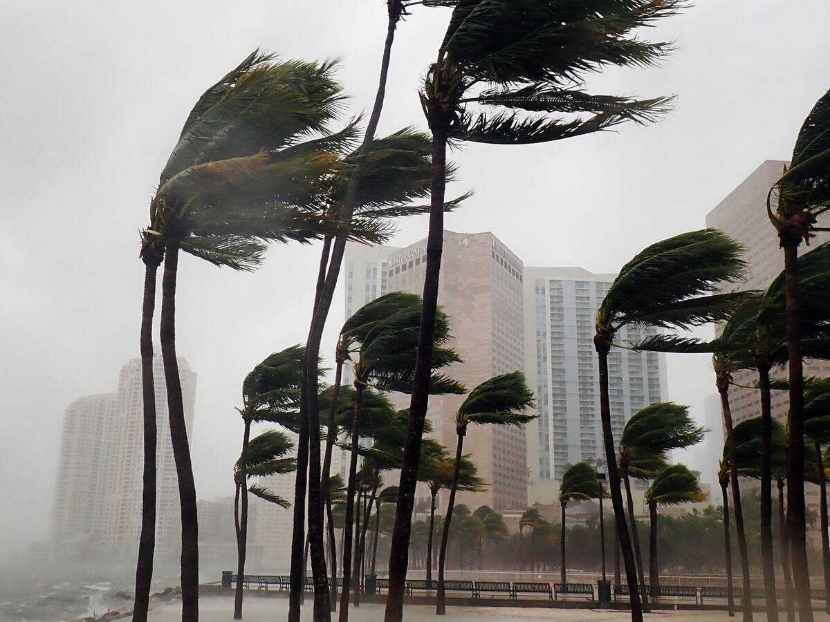 Palm trees blowing in strong wind