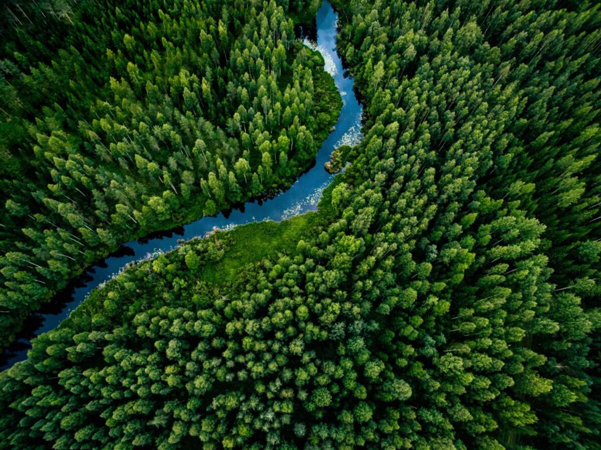 Overhead view of green forest trees with blue river running through middle. 