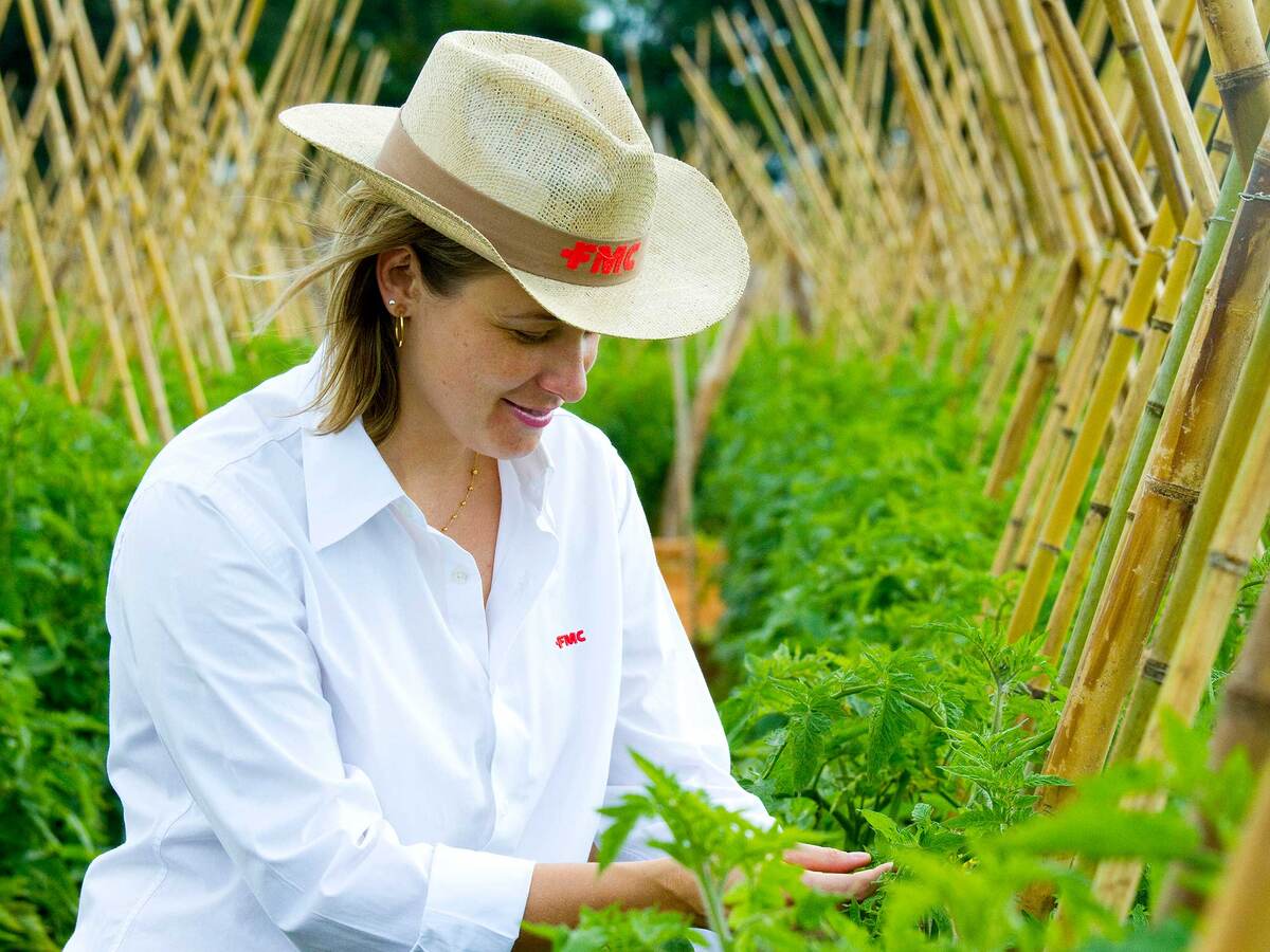 Person wearing an FMC hat kneeling down to inspect tomato plants