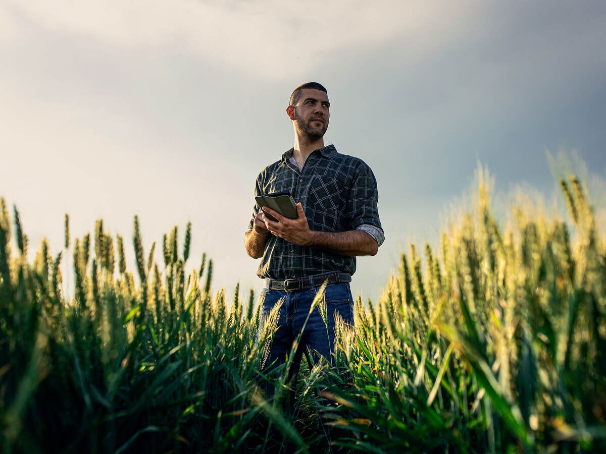 Young farmer in a wheat field, using a tablet and examining crop