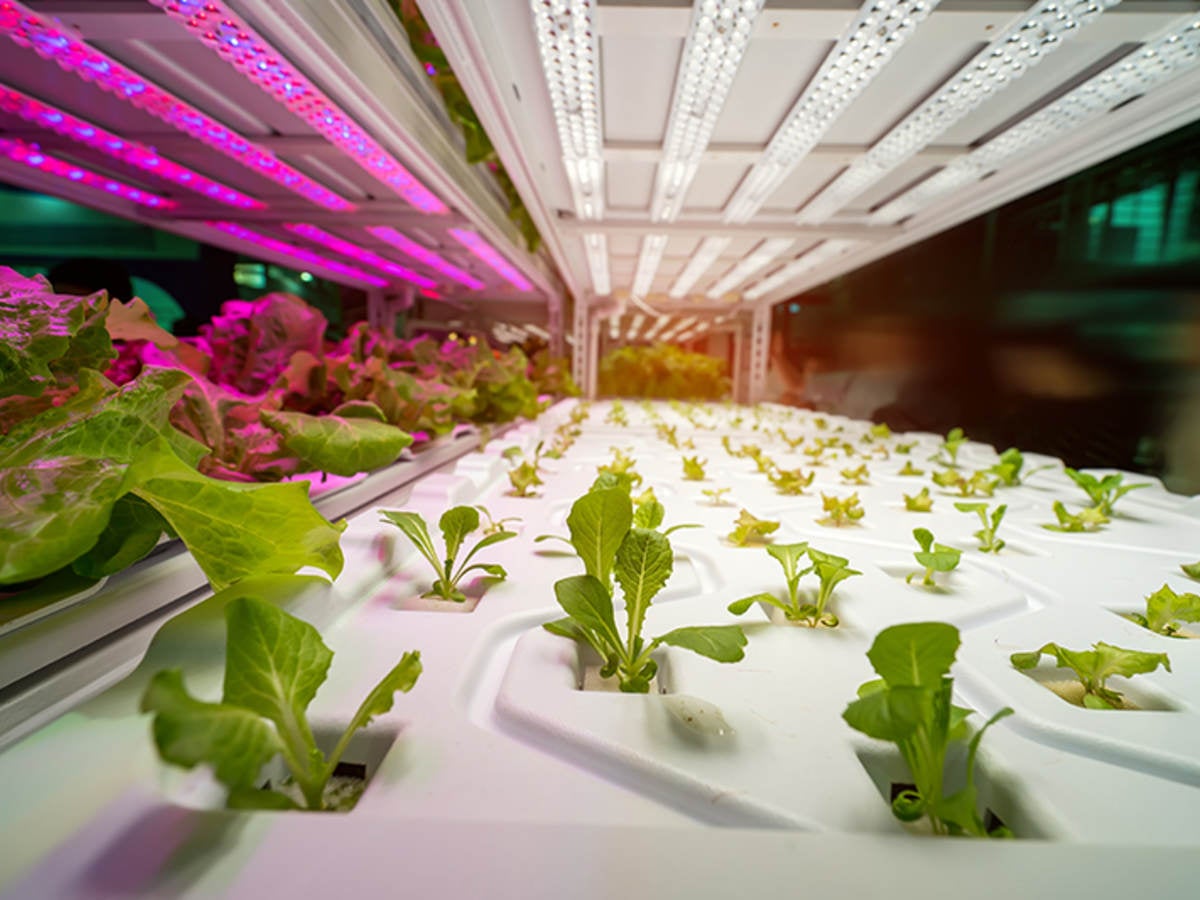Grow Your Knowledge: Horticultural | UL Solutions